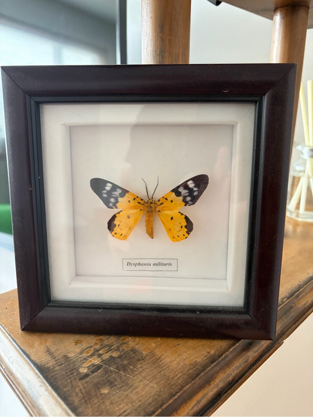 Framed Yellow Butterfly Wall Accent - Dyasphania militaris